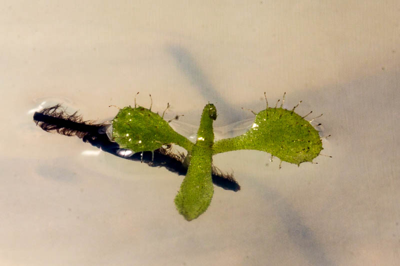 Drosera schizandra